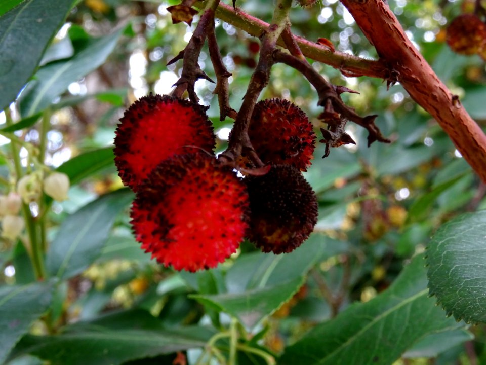Arbousier hybride, Arbutus * andrachnoides ( A. unedo * A.… 