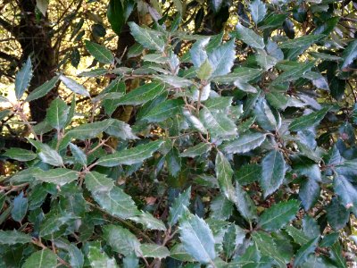 Chêne vert, Quercus ilex, Fagacées, Arboretum de Chèvrelou… 