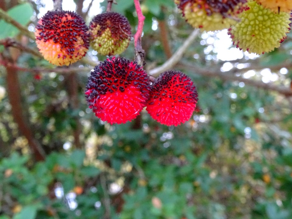 Arbousier hybride, Arbutus * andrachnoides ( A. unedo * A.… 