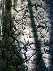 Ecorce du Chêne vert, Quercus ilex, Fagacées, Arboretum de… 