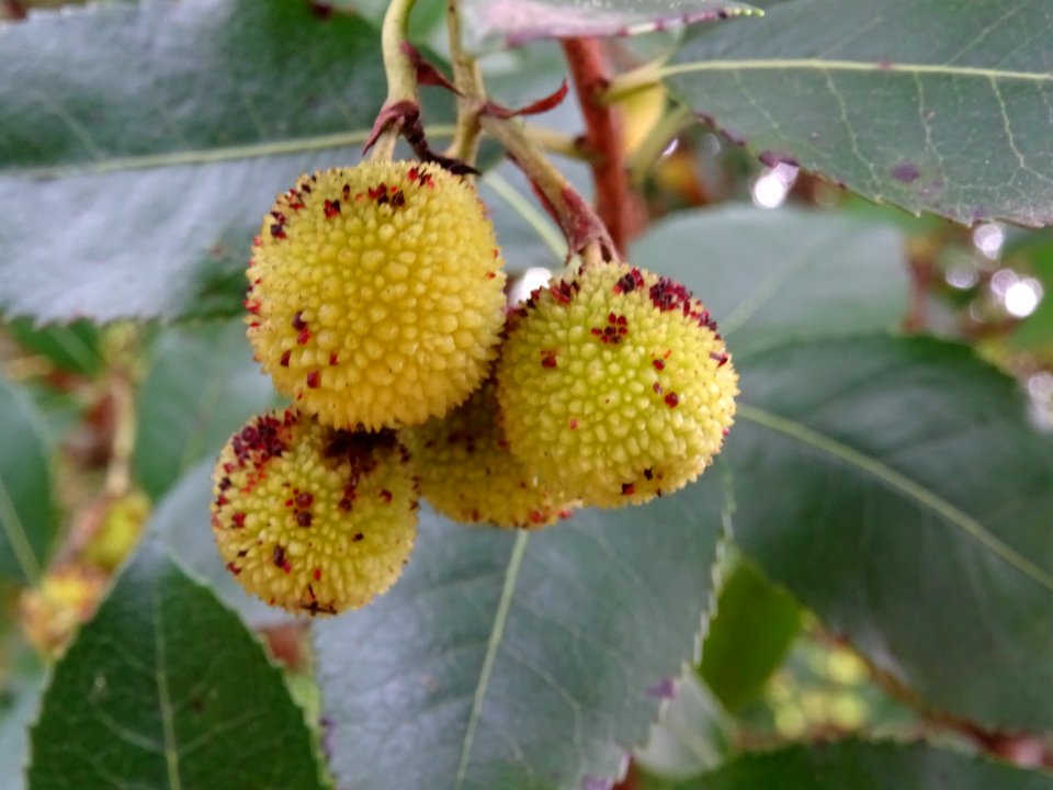 Arbousier hybride, Arbutus * andrachnoides ( A. unedo * A.… 