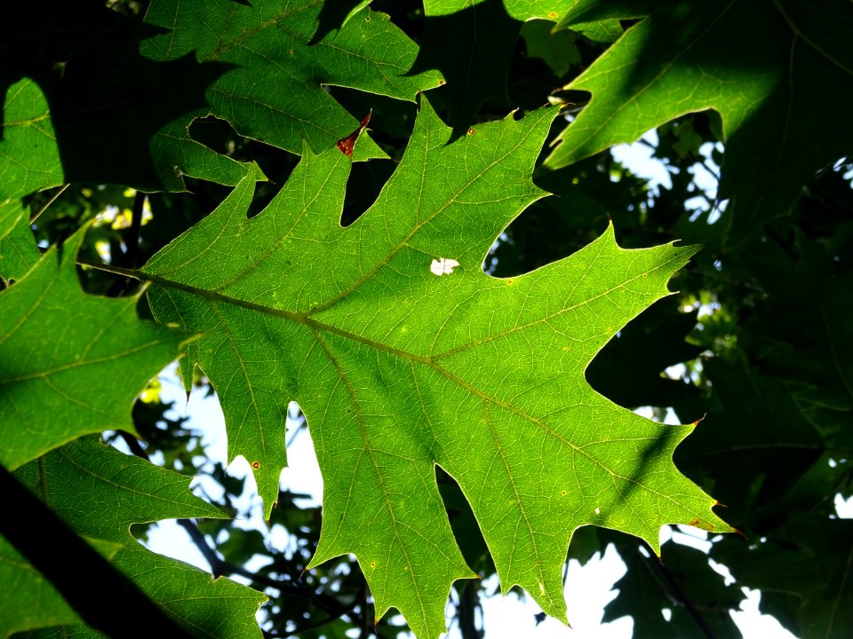 Chêne écarlate splendens, Quercus coccinea 'splendens', Fa… 