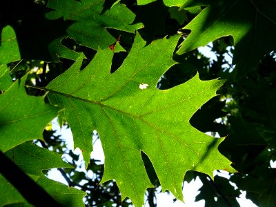 Chêne écarlate splendens, Quercus coccinea 'splendens', Fa… 