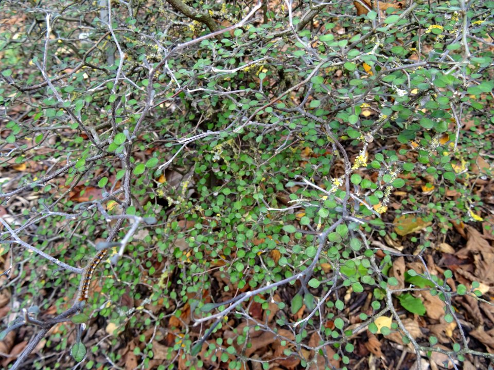Corokie, Corokia cotoneaster, Argophyllacées, Arboretum de… 