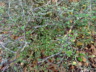Corokie, Corokia cotoneaster, Argophyllacées, Arboretum de… 