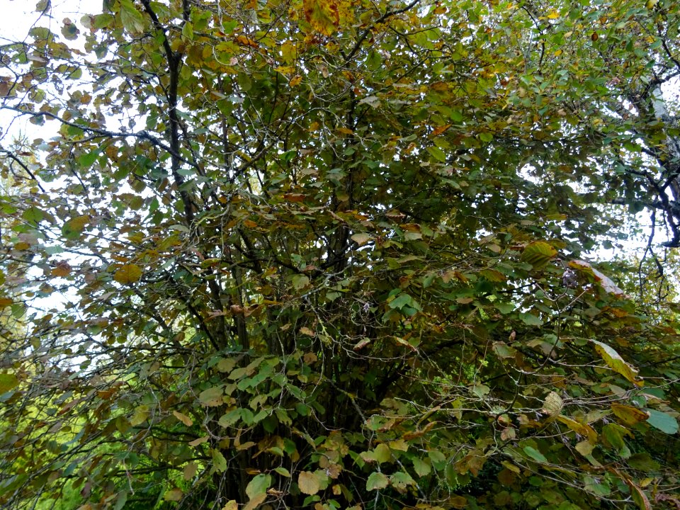 Noisetier pourpre, Corylus maxima 'Purpurea', Betulacées, … 