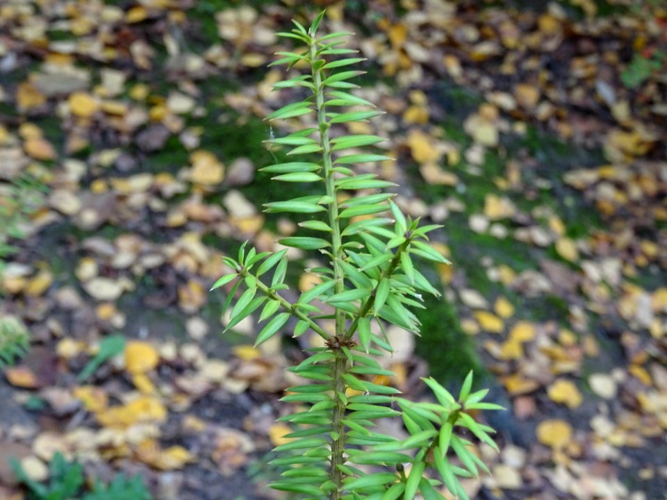 Prumnopitys en épis, Prumnopitys spicata, Podocarpacées, A… 