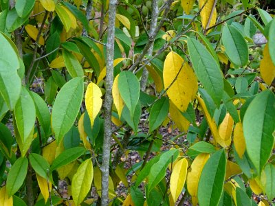 Sycopsis de Chine, Sycopsis sinensis, Hamamelidacées, Arbo… 