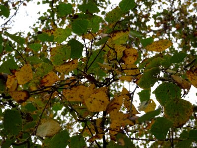 Bouleau verruqueux, Betula pendula, Betulacées, Arboretum … 