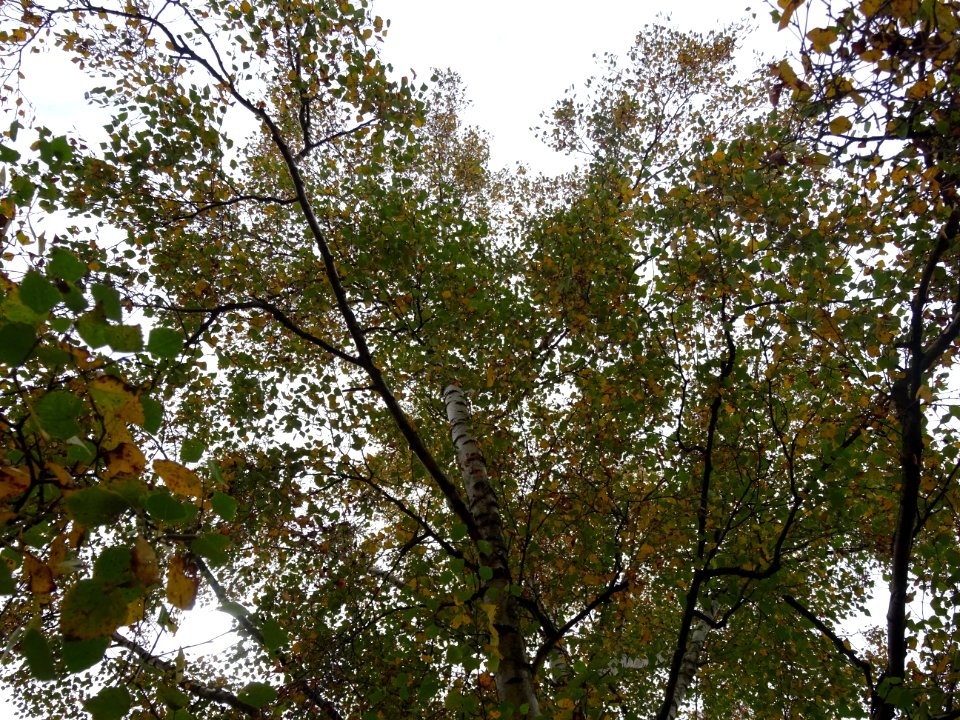 Bouleau verruqueux, Betula pendula, Betulacées, Arboretum … 