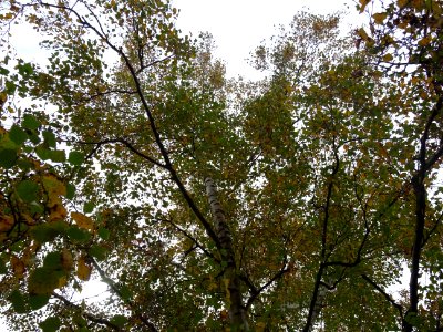 Bouleau verruqueux, Betula pendula, Betulacées, Arboretum … 