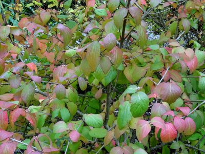 Viorne Bitchiu, Viburnum bitchiuense, Adoxacées, Arboretum… 
