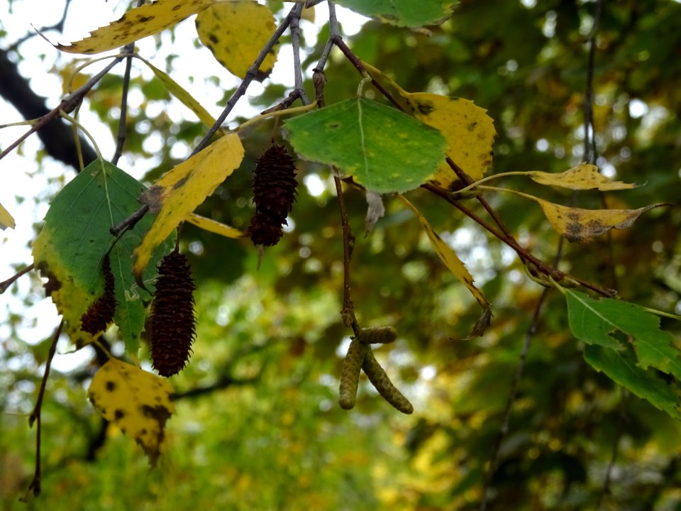 Bouleau verruqueux, Betula pendula, Betulacées, Arboretum … 