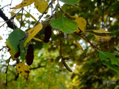 Bouleau verruqueux, Betula pendula, Betulacées, Arboretum … 