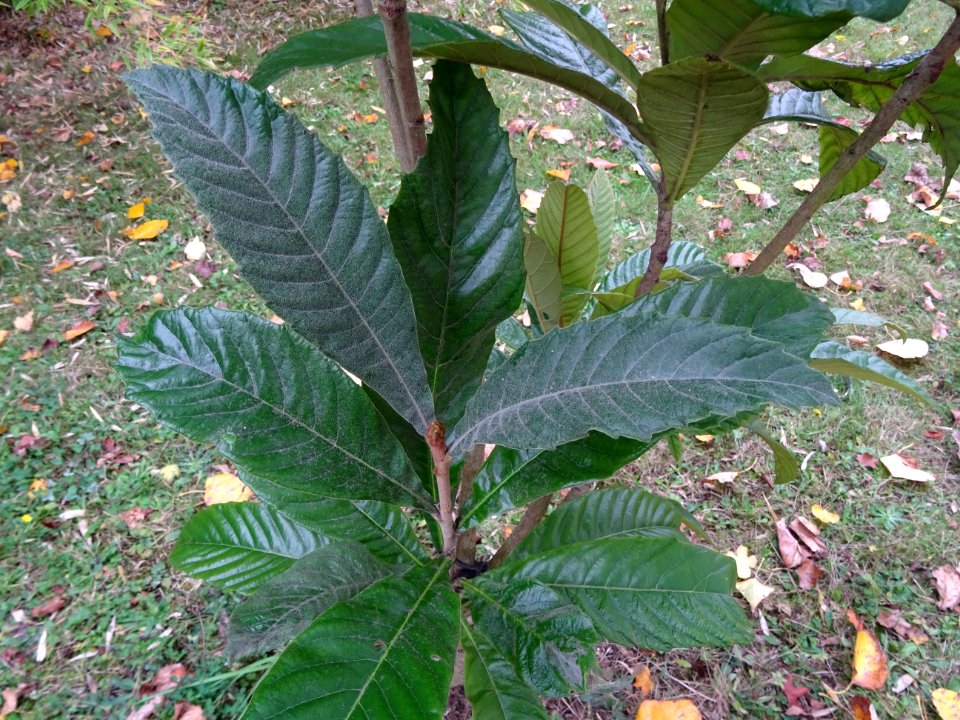 Néflier du Japon, Eriobotrya japonica, Rosacées, Arboretum… 