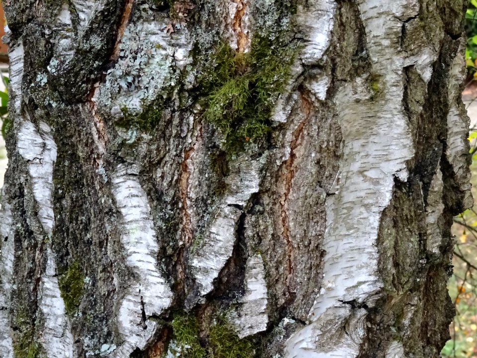 Ecorce du Bouleau verruqueux, Betula pendula, Betulacées, … 
