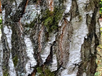 Ecorce du Bouleau verruqueux, Betula pendula, Betulacées, … 