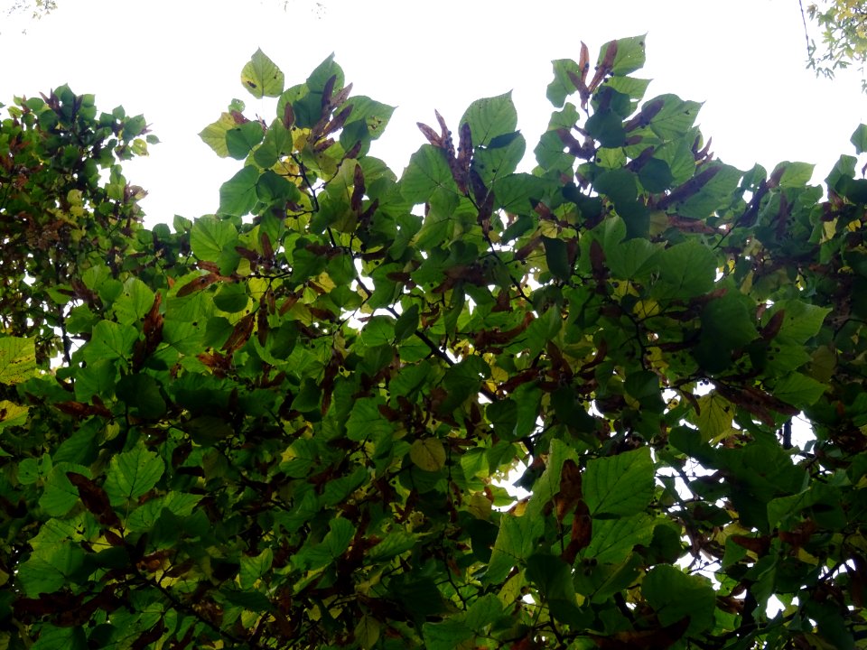 Tilleul à grandes feuilles, Tilia platyphyllos, Tiliacées,… 