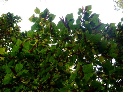 Tilleul à grandes feuilles, Tilia platyphyllos, Tiliacées,… 