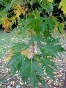 Erable argenté ou Erable de Virginie, Acer saccharinum 'Wi… 