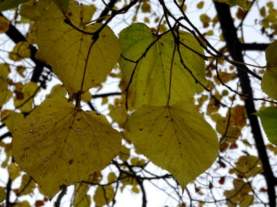 Tilleul de Crimée, Tilia * Euchlora = Tilia cordata * Tili… 