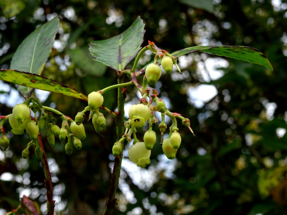 Arbousier hybride, Arbutus * andrachnoides ( A. unedo * A.… 