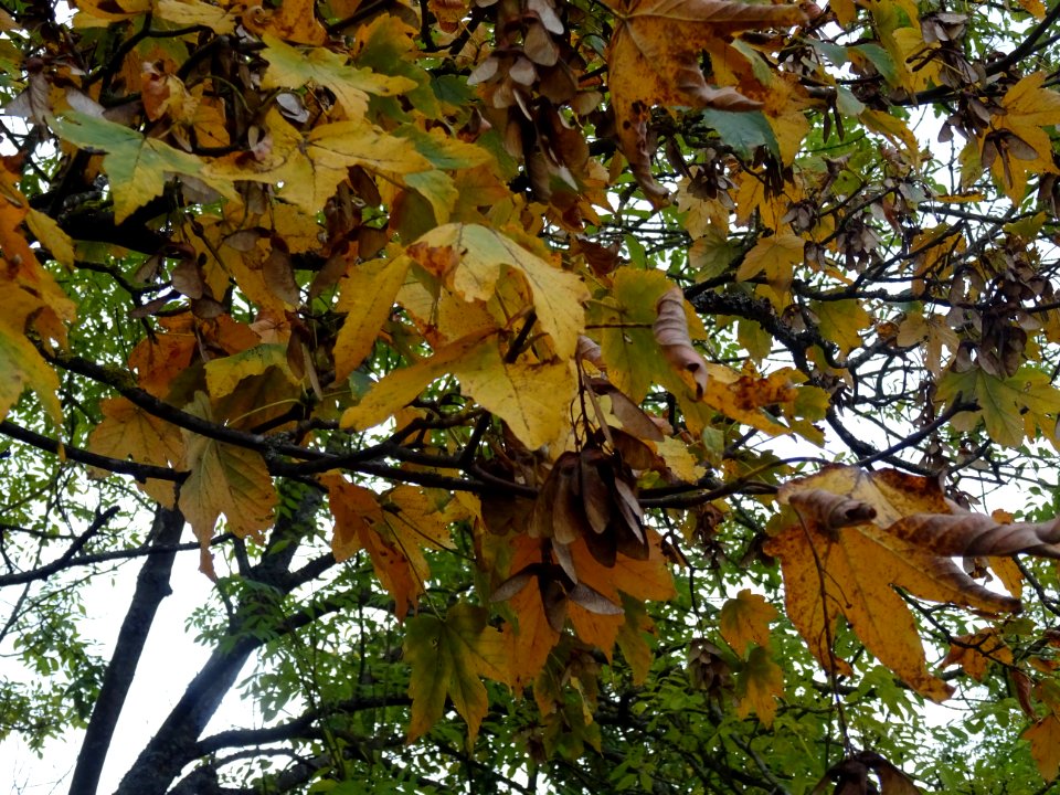 Erable sycomore 'Negenia', Acer pseudoplatanus 'Negenia', … 