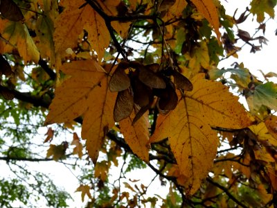 Erable sycomore 'Negenia', Acer pseudoplatanus 'Negenia', … 