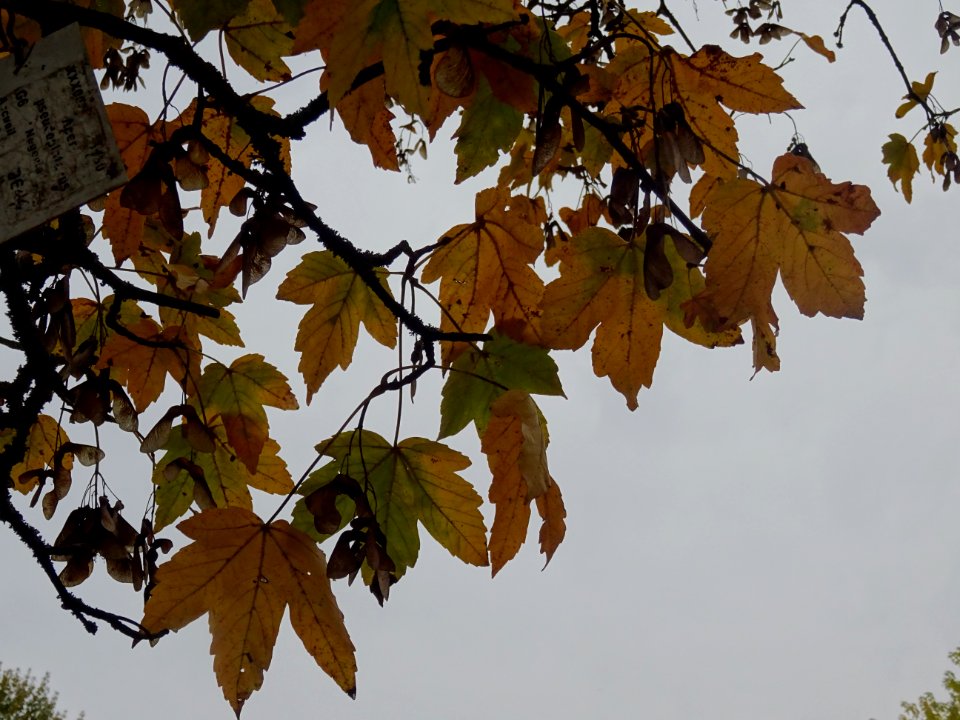 Erable sycomore 'Negenia', Acer pseudoplatanus 'Negenia', … 