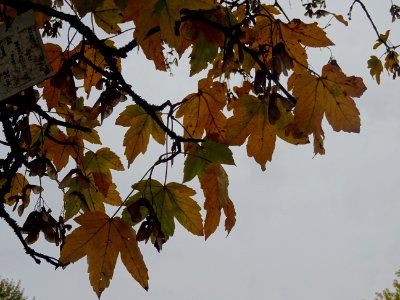 Erable sycomore 'Negenia', Acer pseudoplatanus 'Negenia', … 
