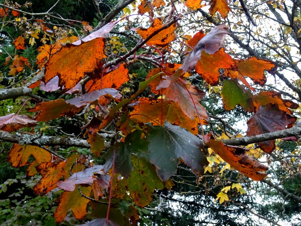 Erable pourpre, Acer platanoides 'Schwedleri', Acéracées, … 