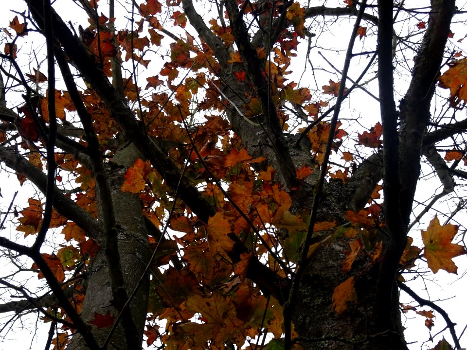 Erable pourpre, Acer platanoides 'Schwedleri', Acéracées, … 