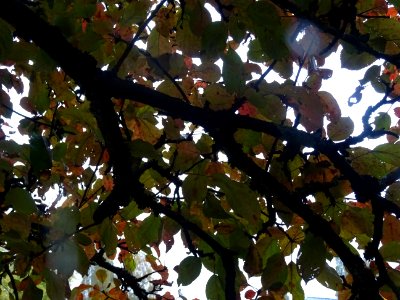 Pommier pourpre, Malus * purpurea 'Aldenhamensis', Rosacée… 