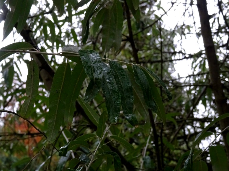 Olivier de Bohème ou Chalef à feuilles étroites, Elaeagnus… 