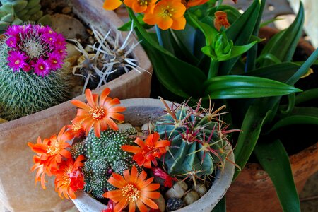 Succulent crassulacea flowers