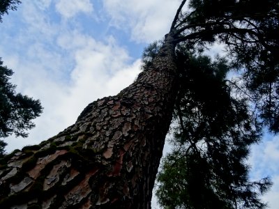 Pin des Landes, Pinus pinaster, Pinacées, Arboretum de Chè… 