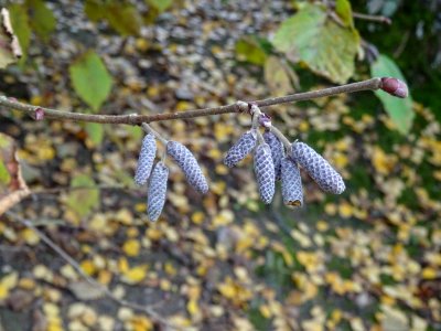 Châtons mâles du Noisetier pourpre, Corylus maxima 'Purpur… 