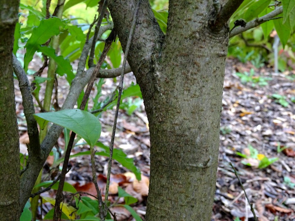 Ecorce du Sycopsis de Chine, Sycopsis sinensis, Hamamelida… 