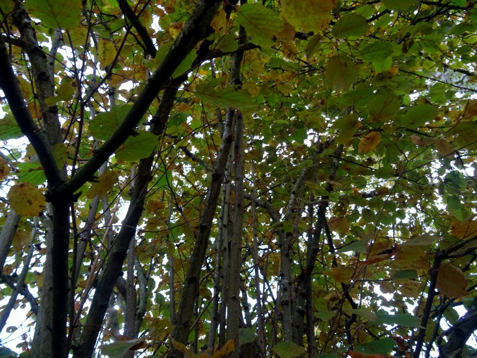 Noisetier pourpre, Corylus maxima 'Purpurea', Betulacées, … 