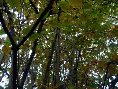 Noisetier pourpre, Corylus maxima 'Purpurea', Betulacées, … 