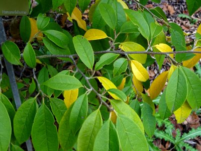 Sycopsis de Chine, Sycopsis sinensis, Hamamelidacées, Arbo… 