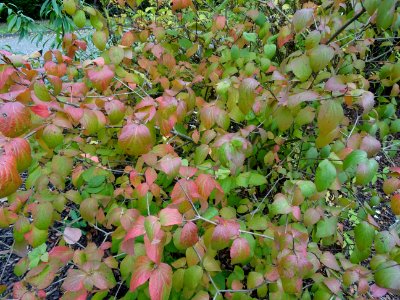 Viorne Bitchiu, Viburnum bitchiuense, Adoxacées, Arboretum… 