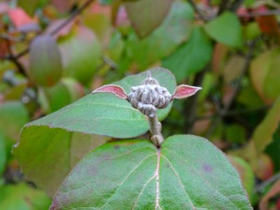 Viorne Bitchiu, Viburnum bitchiuense, Adoxacées, Arboretum… 