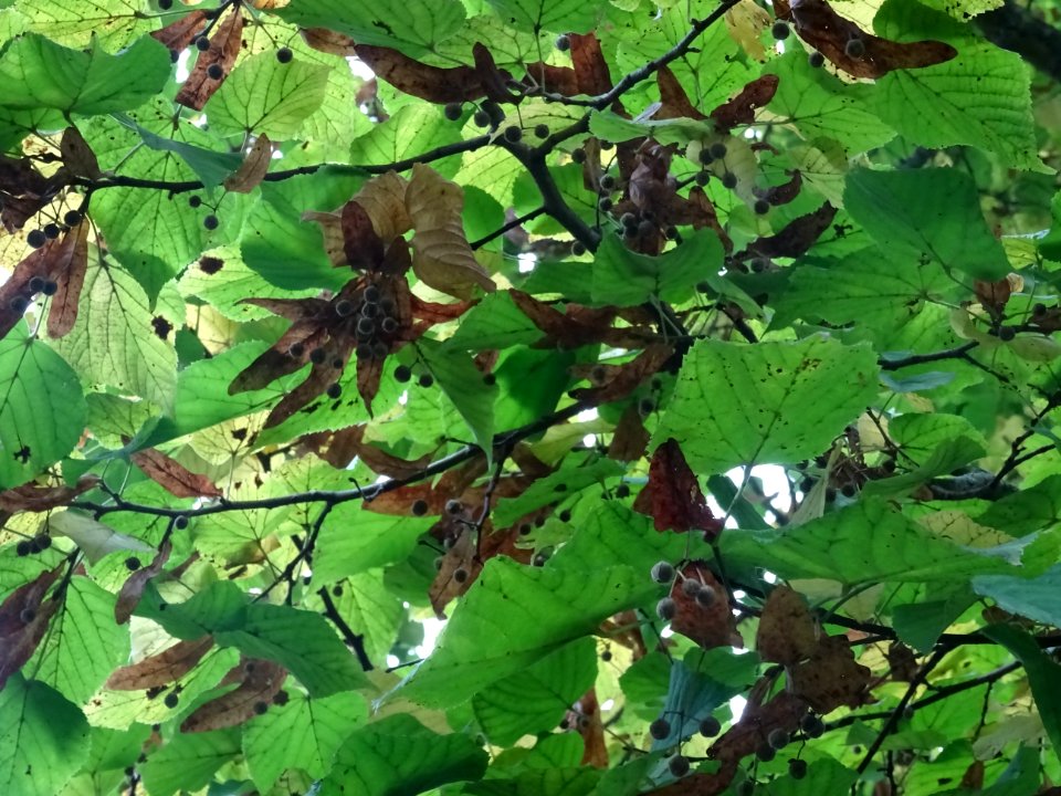 Tilleul à grandes feuilles, Tilia platyphyllos, Tiliacées,… 