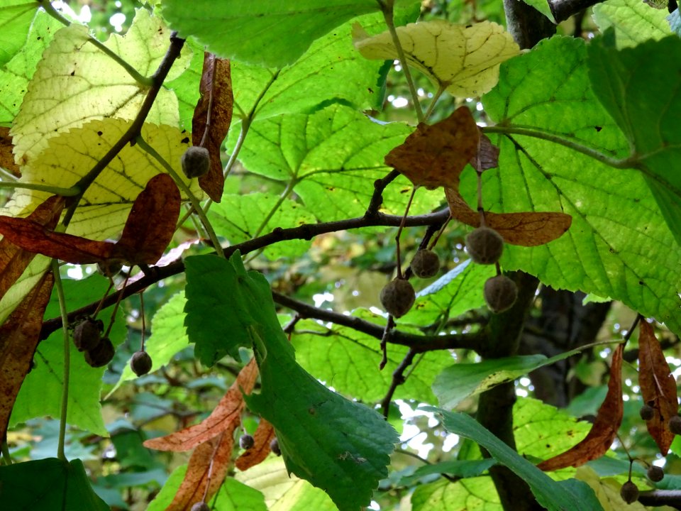 Tilleul à grandes feuilles, Tilia platyphyllos, Tiliacées,… 