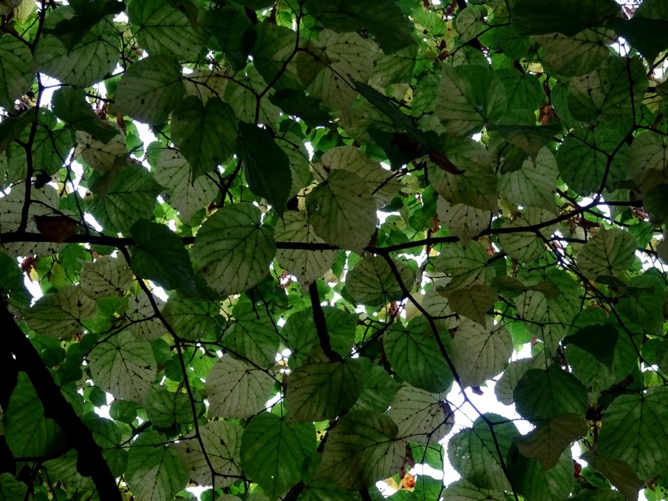 Tilleul à grandes feuilles, Tilia platyphyllos, Tiliacées,… 