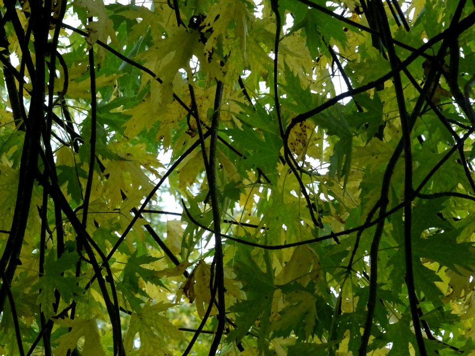 Erable argenté ou Erable de Virginie, Acer saccharinum 'Wi… 