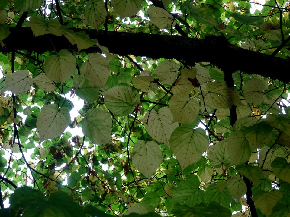 Tilleul à grandes feuilles, Tilia platyphyllos, Tiliacées,… 