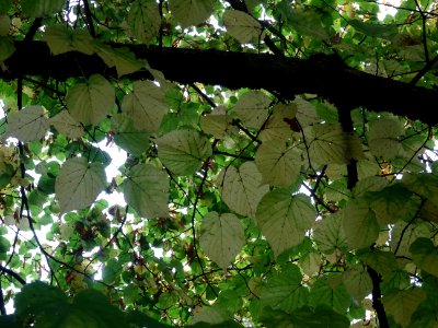Tilleul à grandes feuilles, Tilia platyphyllos, Tiliacées,… 