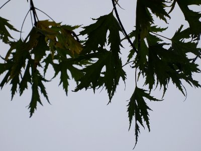 Erable argenté ou Erable de Virginie, Acer saccharinum 'Wi… 